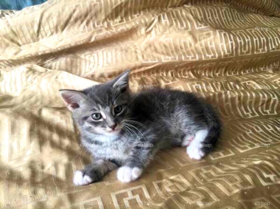 Kittens with Mittens