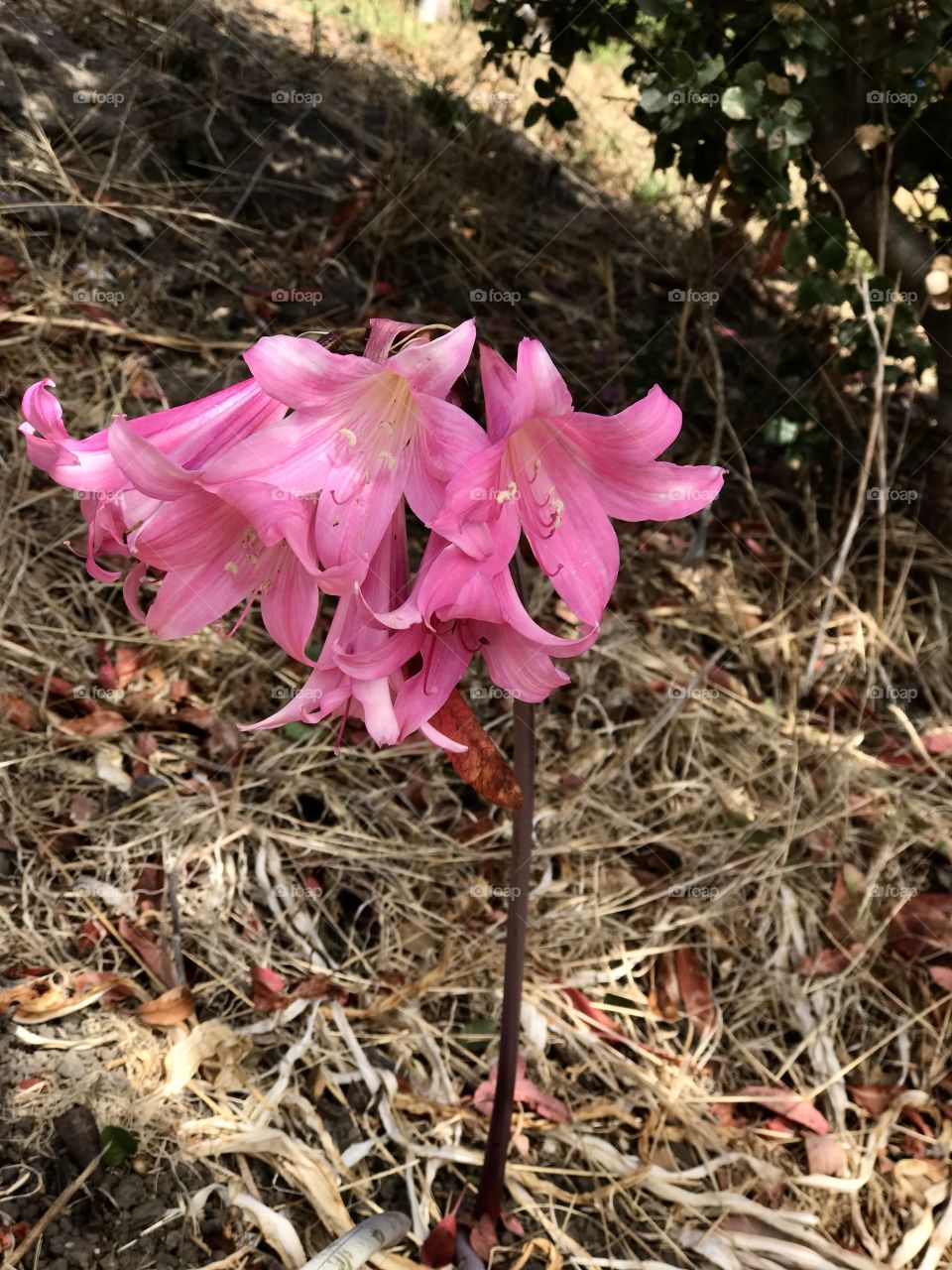 Beautiful flower in the dry season 