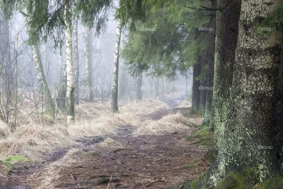 Path in forest  - fog 