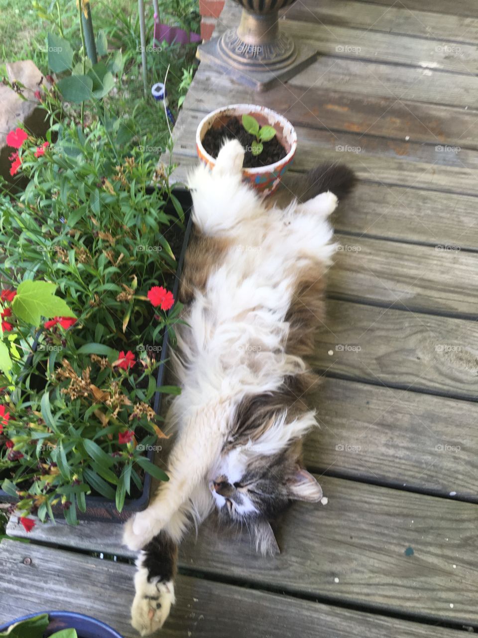 Lazy Sundays pretty girl is all sprawled our on the front porch against some potted flowers.