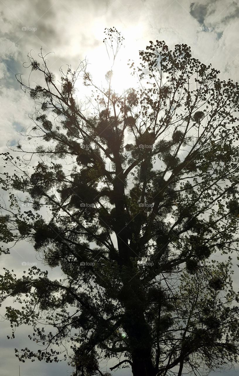 such a big tree growing for many years