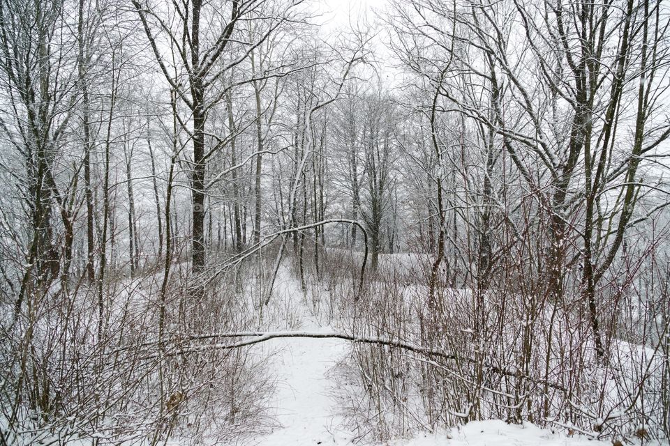 nature covered by snow during winter. Slovakia