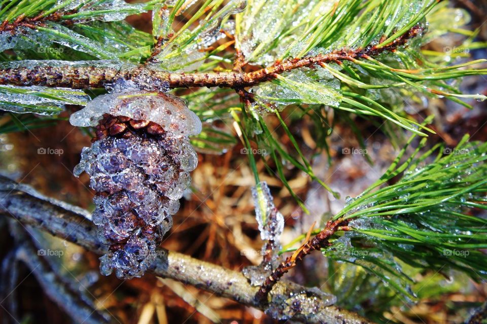 Pinecone Sparkle 