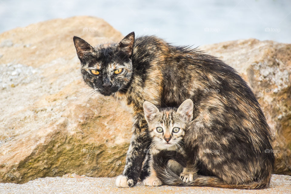 Mother Cat Protects Her Lovely Baby Kitten Outdoors
