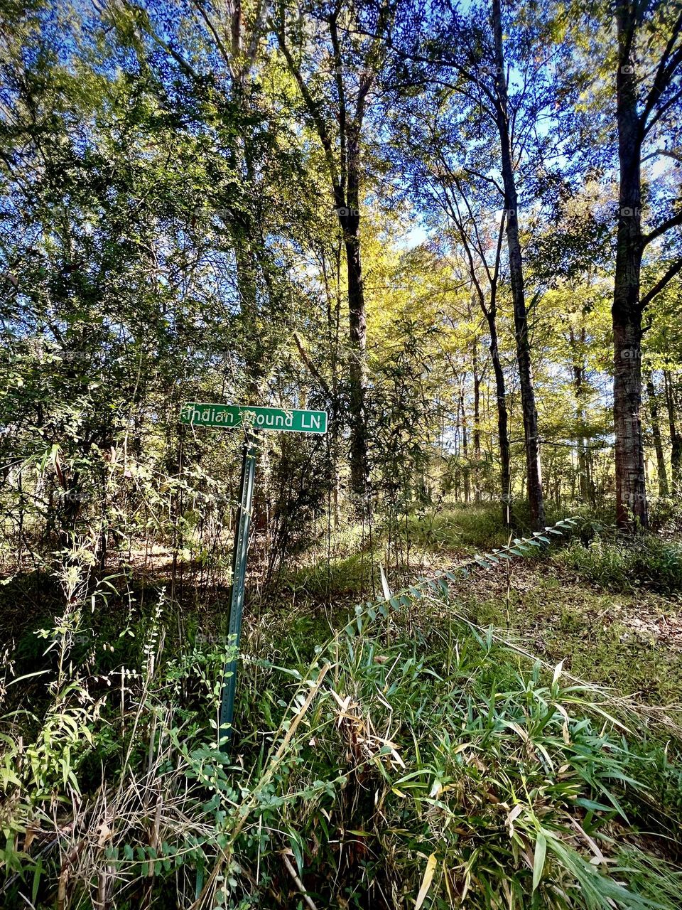 Modern street sign titled “Indian Mound Ln” in the forest where nature has taken the land back again