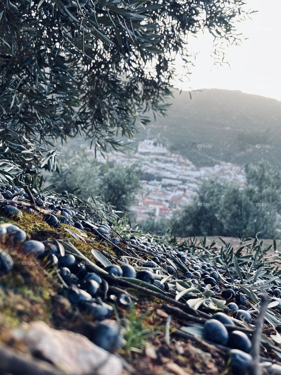 Olivos de Jaén, el mejor aceite.