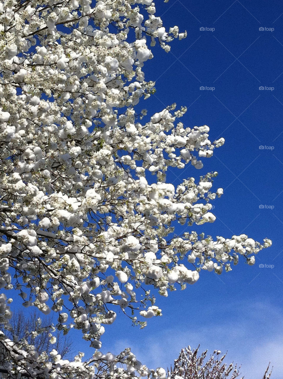 snow sky blue tree by tplips01