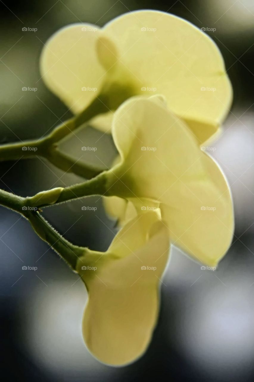 Three whites flowers