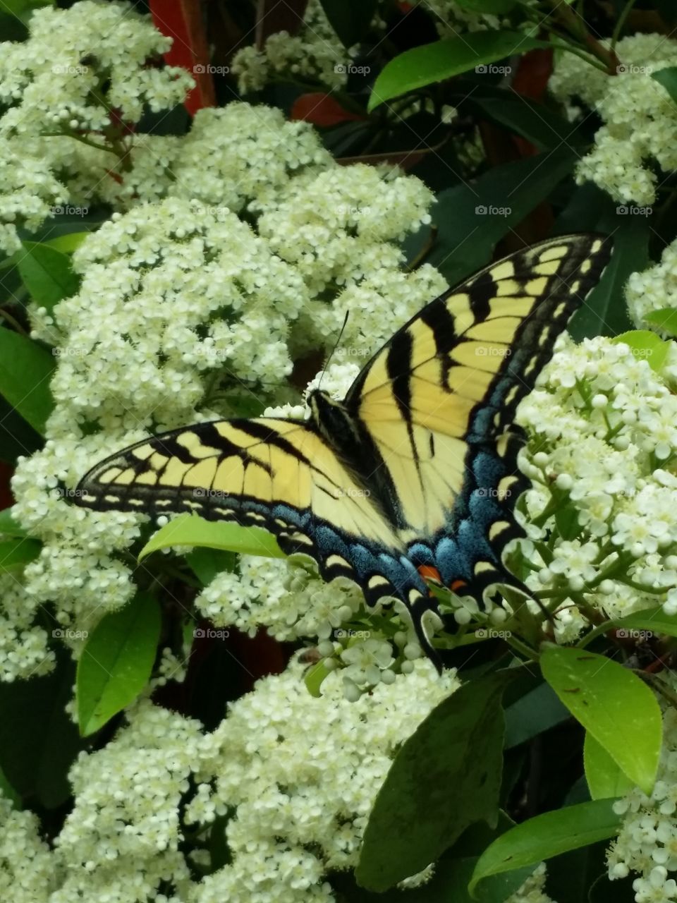 Yellow Swallowtail Butterfly