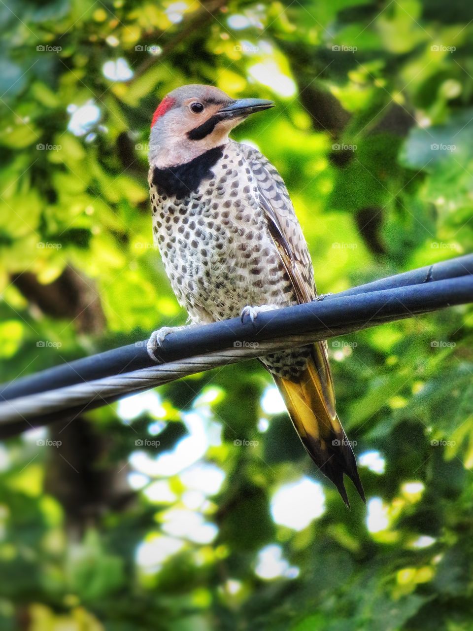 My Yard Northern FLicker 