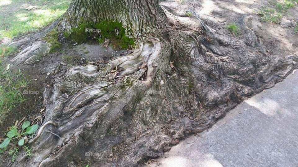 Wall of tree root beside the sidewalk.