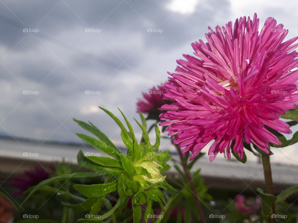 Looking at flowers always make my day better