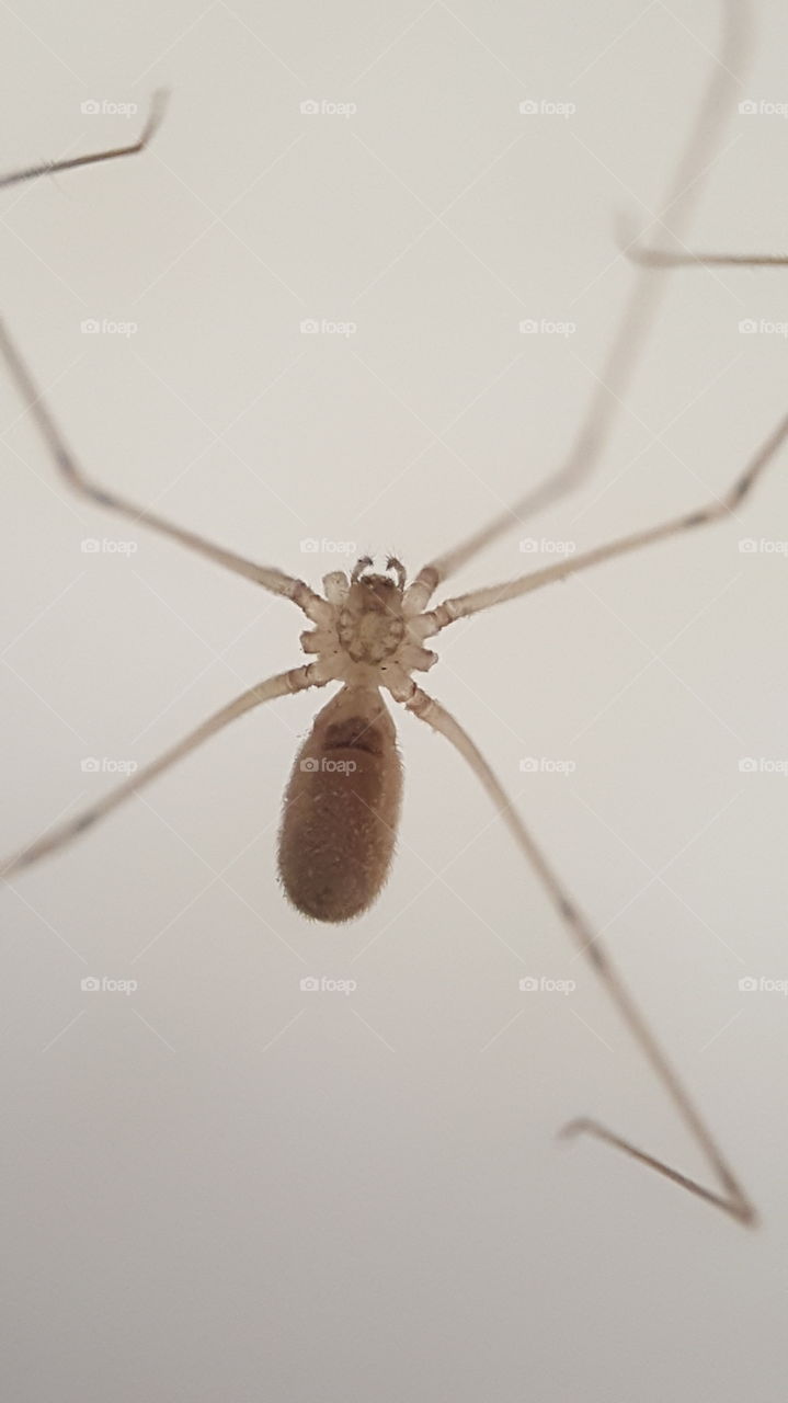 spider