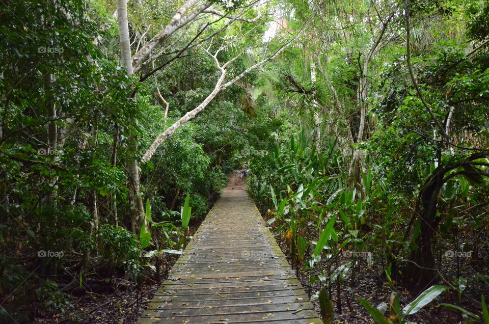 Amazon jungle path