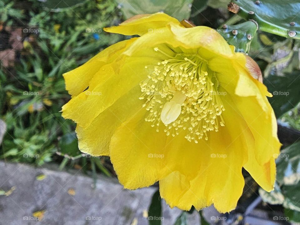 "Cactus flower" a yellow, beautiful flower, in a macro shot shows off the details that cause us awe. Erect Prickly Pear.