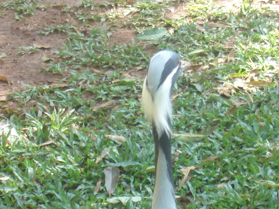 NATURE, OISEAUX, ZOO, ÉLEVAGE, Volaille.