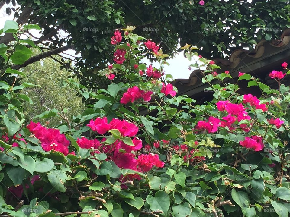 Flower bush