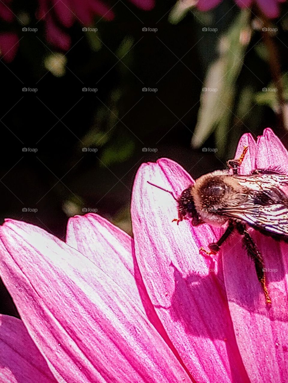 Bee Closeup