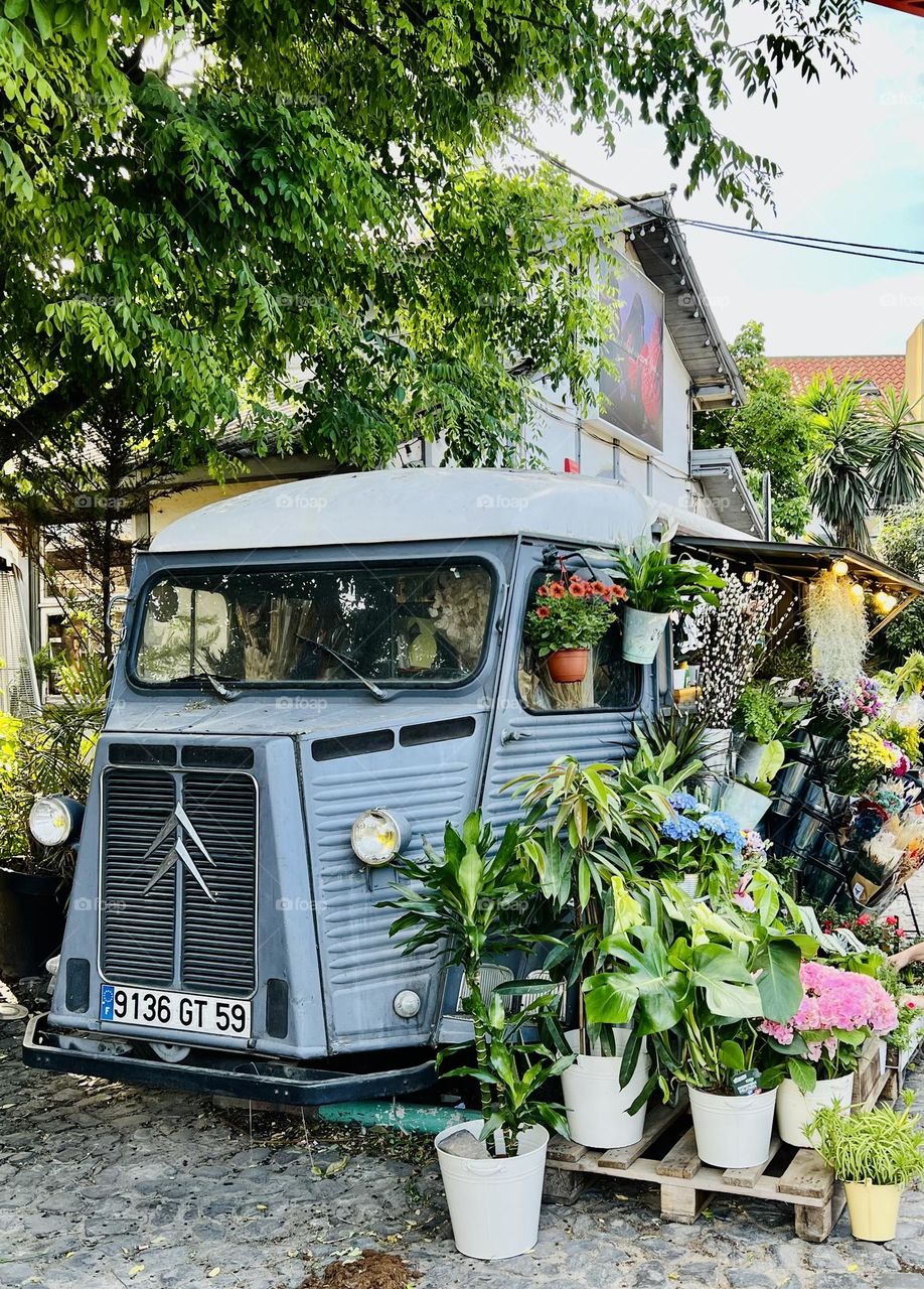 Car and plants