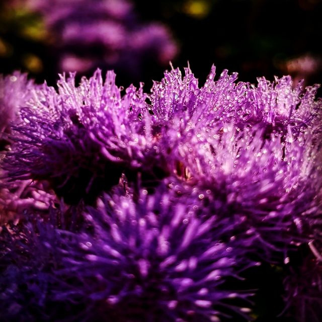 Flowers in dew