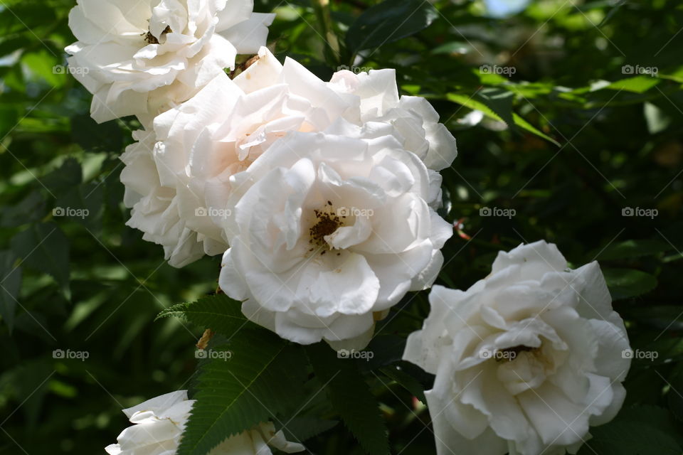 White roses blooming in a garden