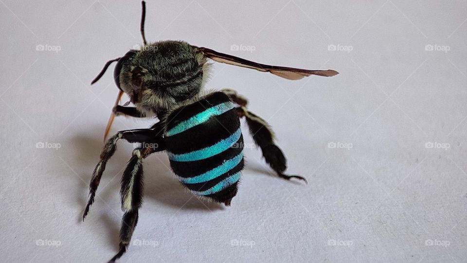 Blue stripped bees