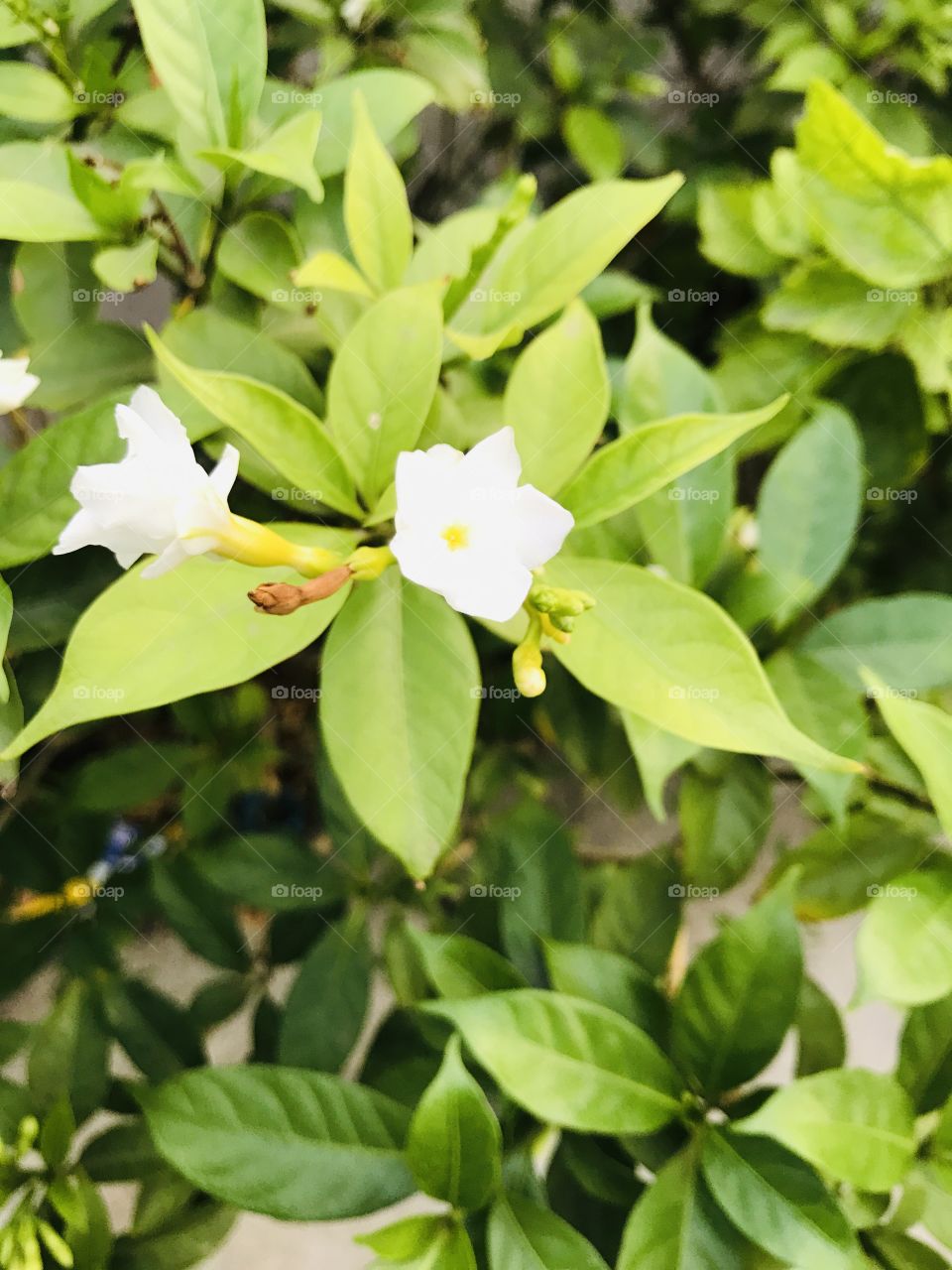 White flower