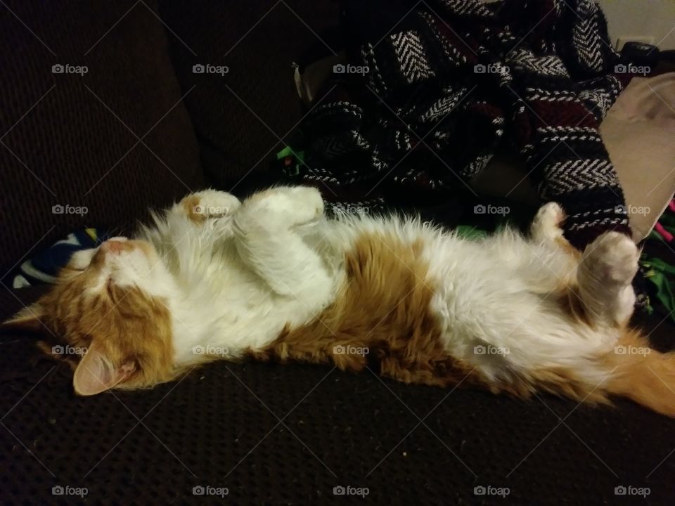 An orange and white cat named Natsu sleeping on his back 😍