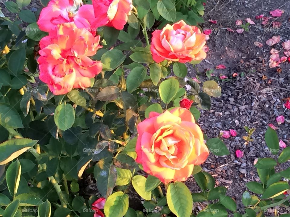 Electric Roses. I love how the sunset turned these bright, vivid (solid) pink roses into a multi-colored masterpiece!