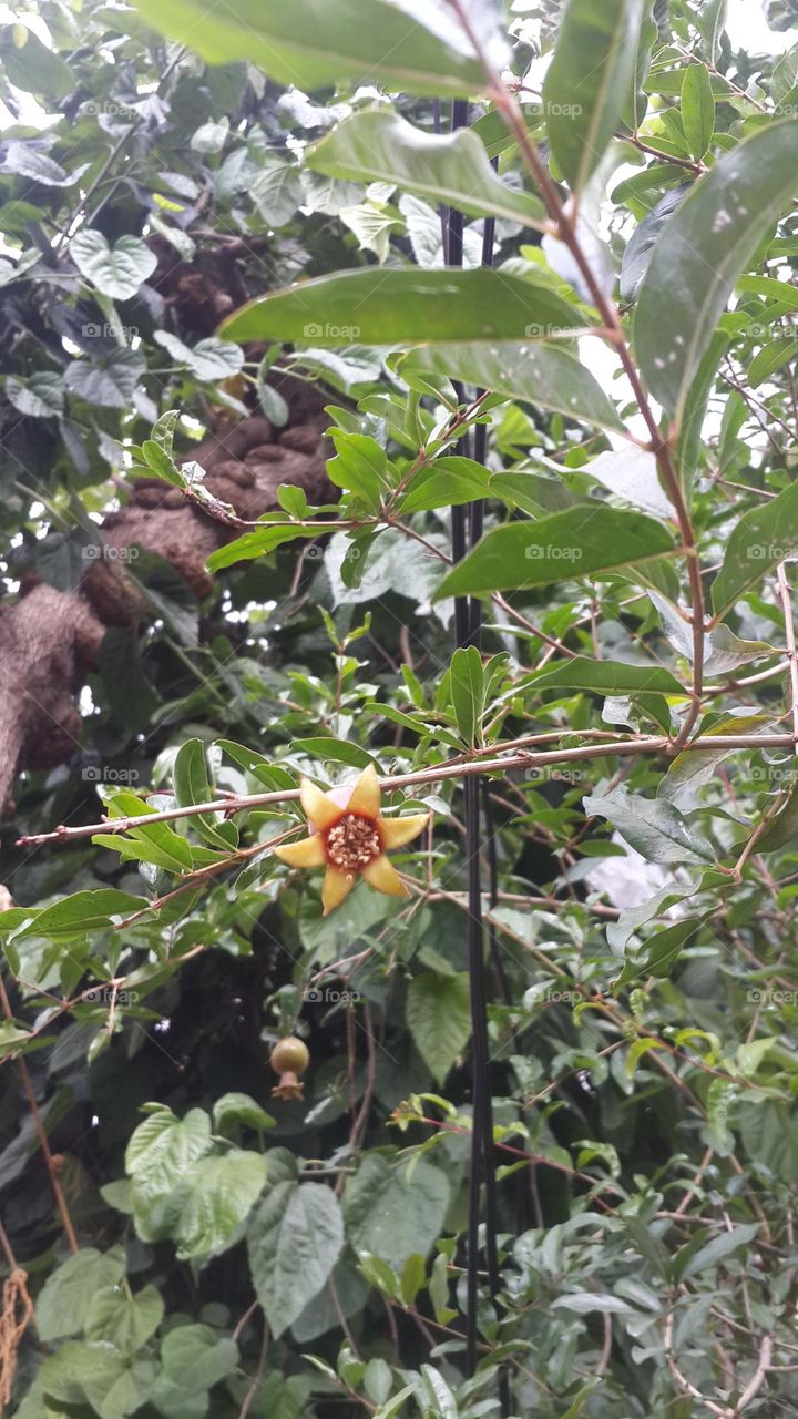 pomegranate trees in our yard is flowring and some begin to give fruit .. delicious mmm!