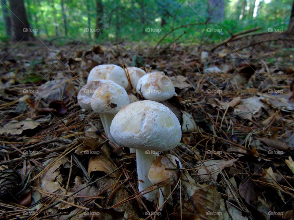 Spotted Toughshank, Rhodocollybia maculata. Although not poisonous, the is very bitter.