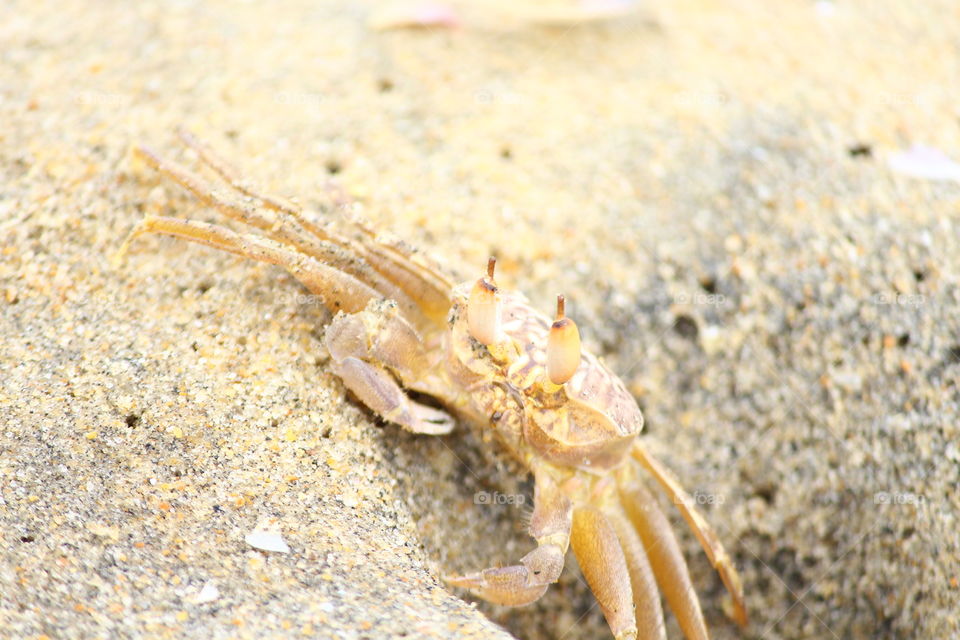 sea Crab