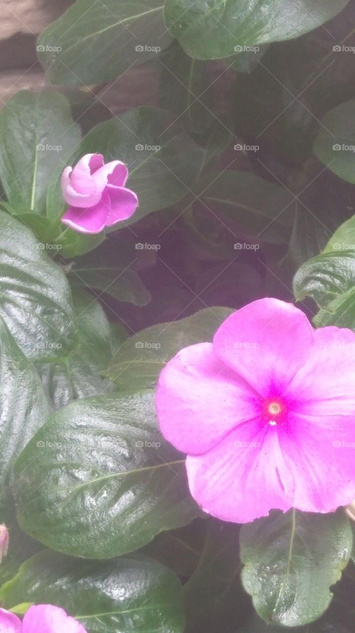 pink flowers