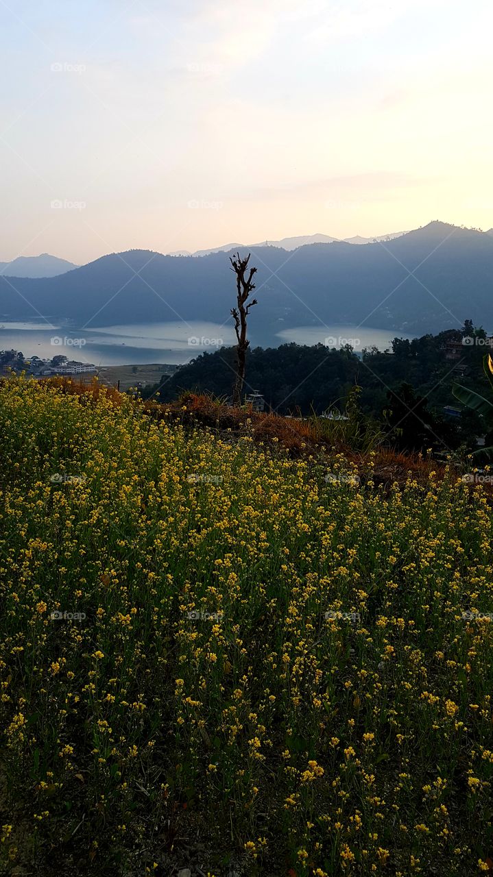 golden flowers pokhara nepsl