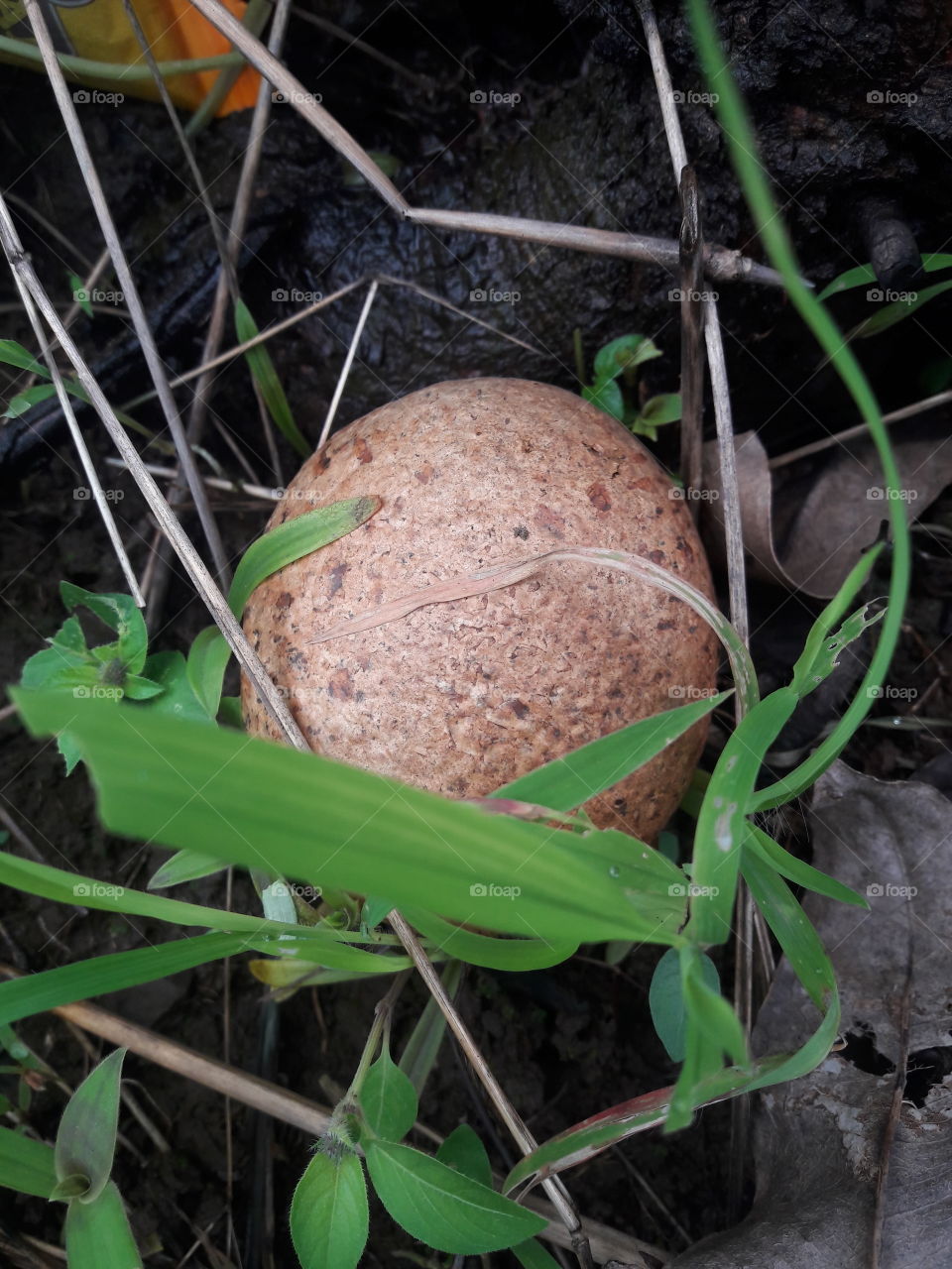 Egg in a Garden