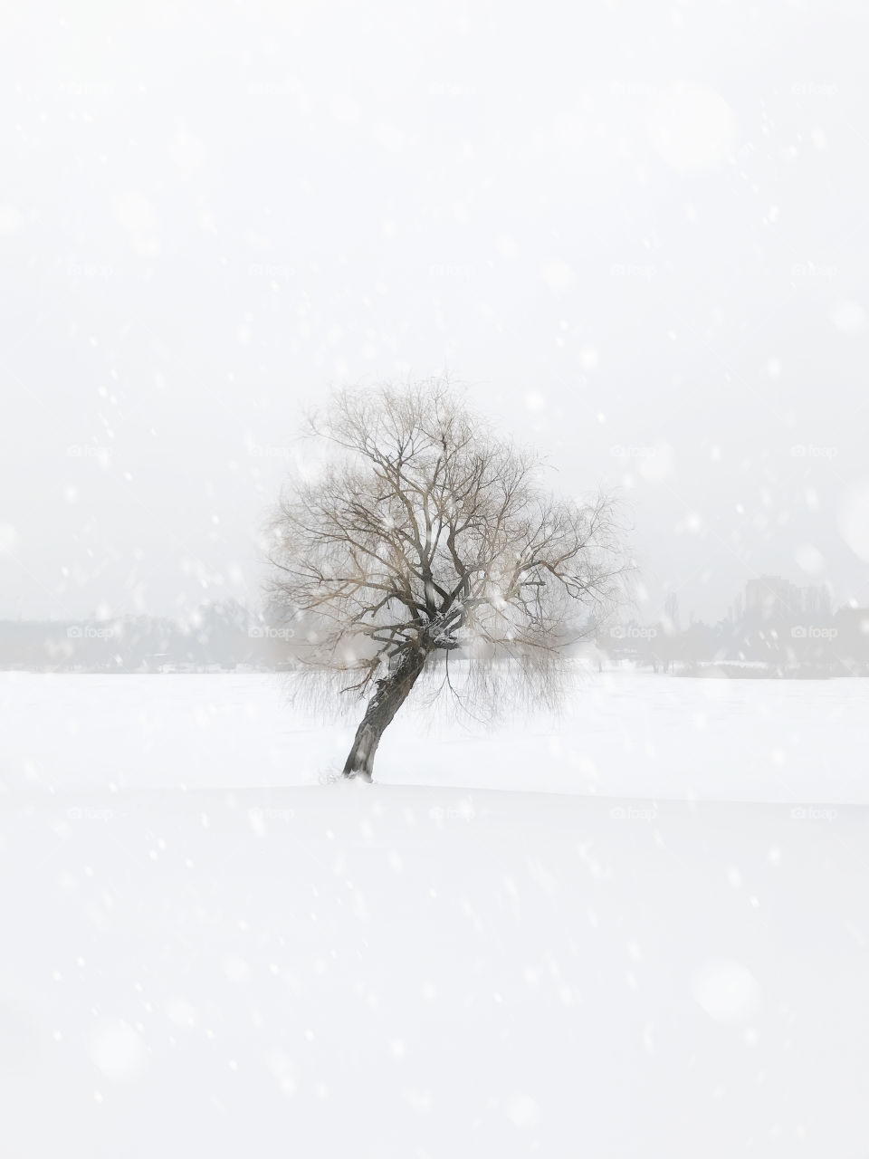 Tree under the falling snow in winter 