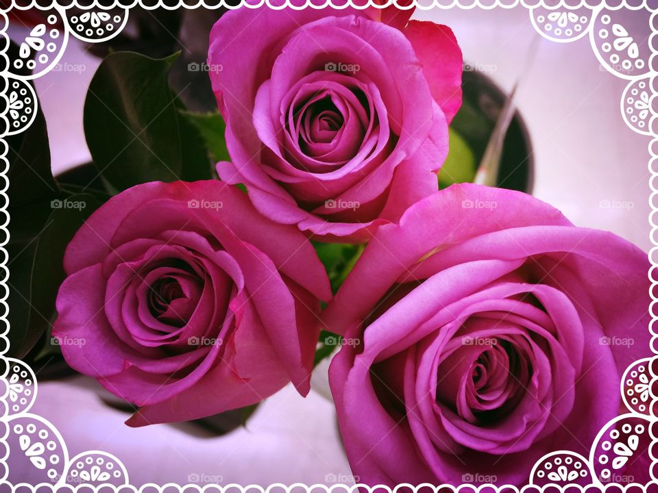 Rose, Romance, Flower, Petal, Love