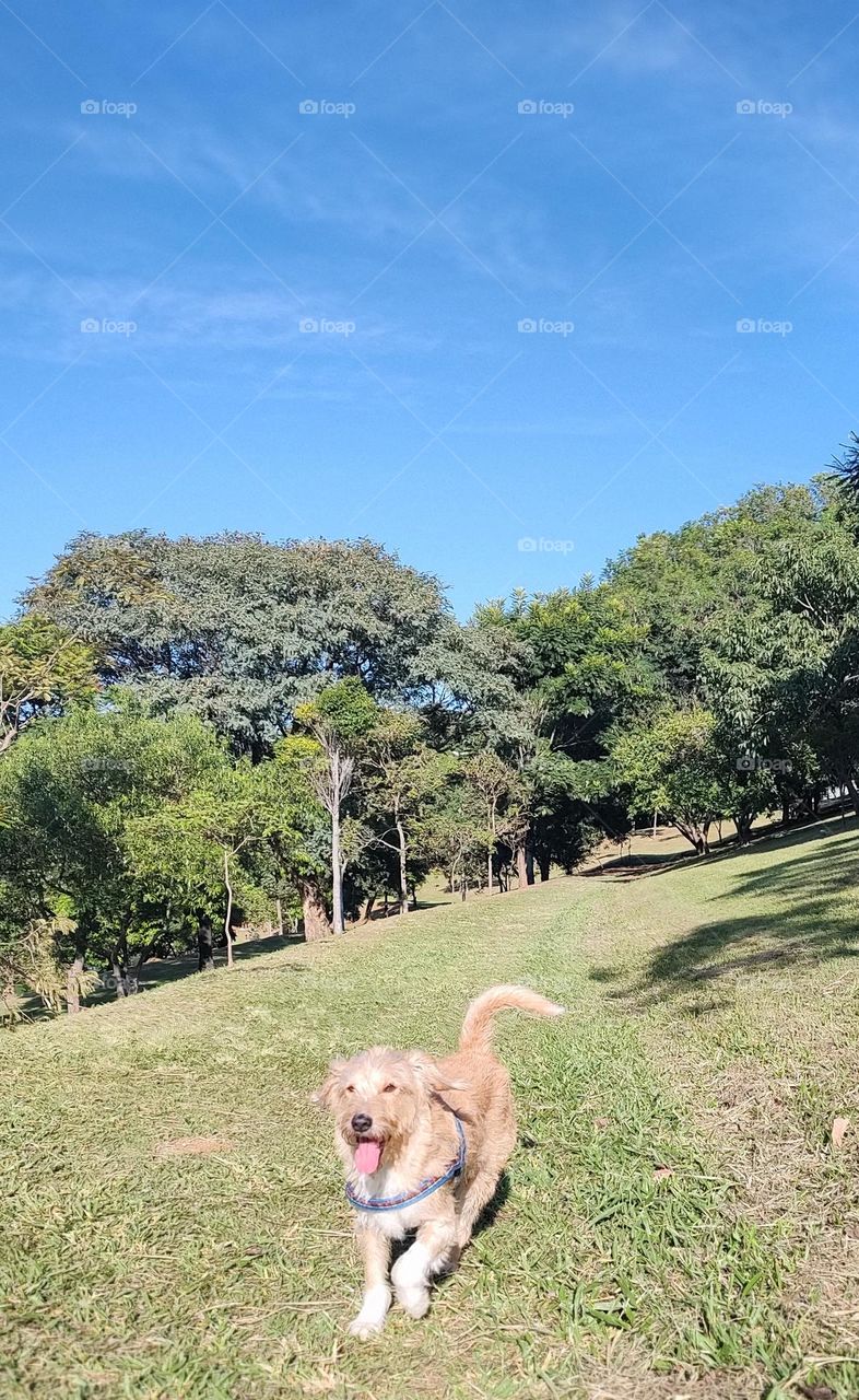 Goldendoodle - Indaiatuba Ecological Park