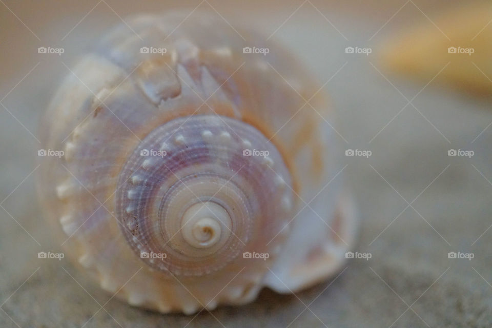 Close-up of conch shell