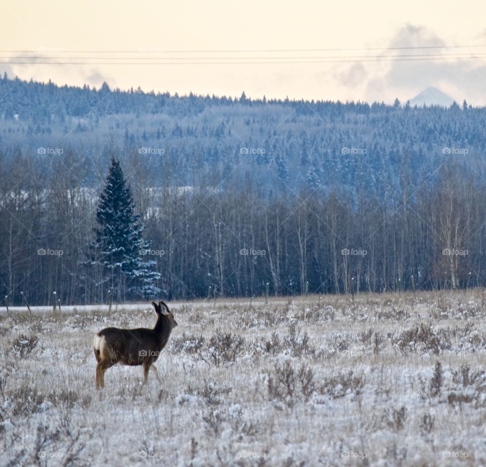 Deer standing in the woods