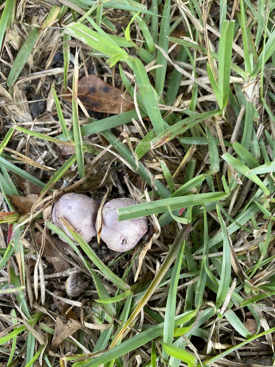 Two small mushrooms 