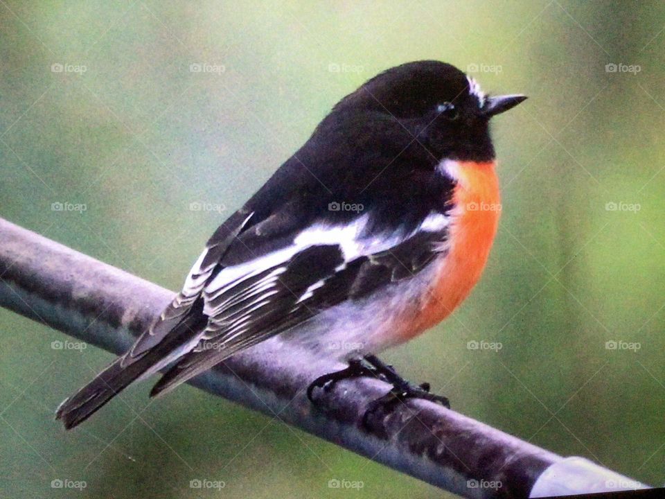 Scarlet robin