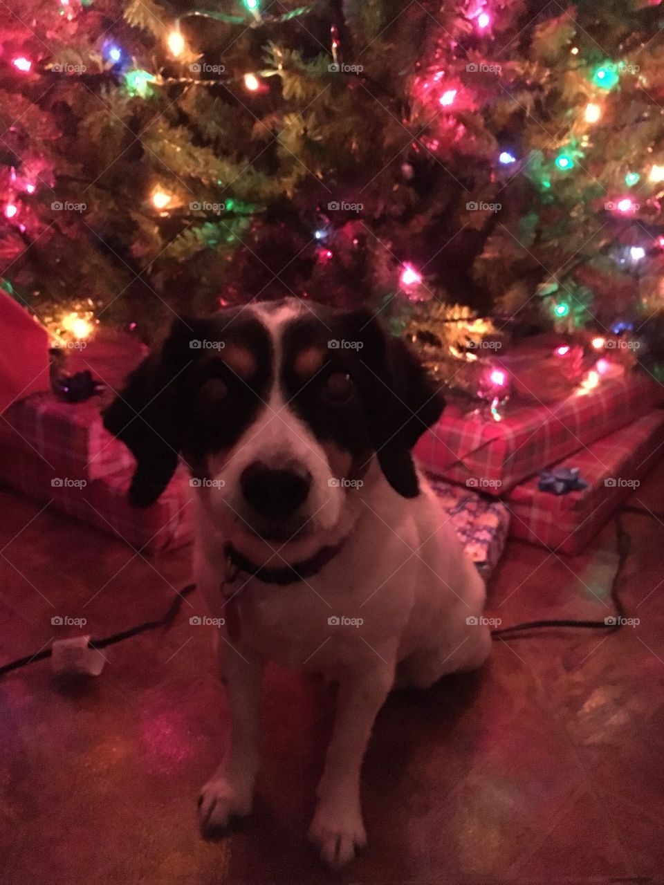 One dog (bandit) in front of Christmas Tree with presents