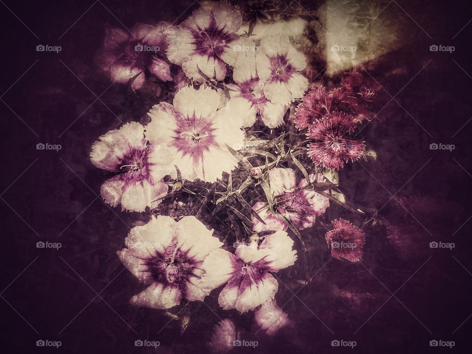 Flower, Art, No Person, Abstract, Retro