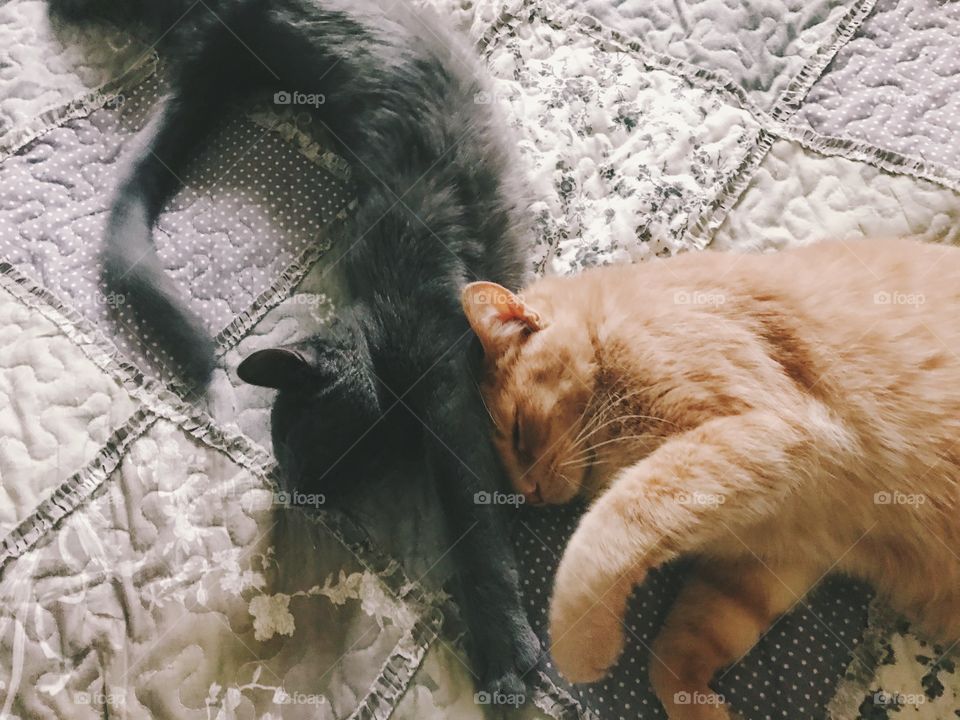 cats friendship