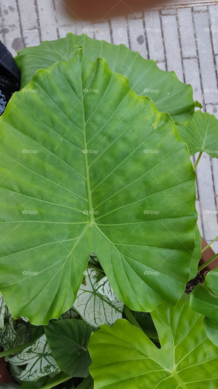 Giant leave