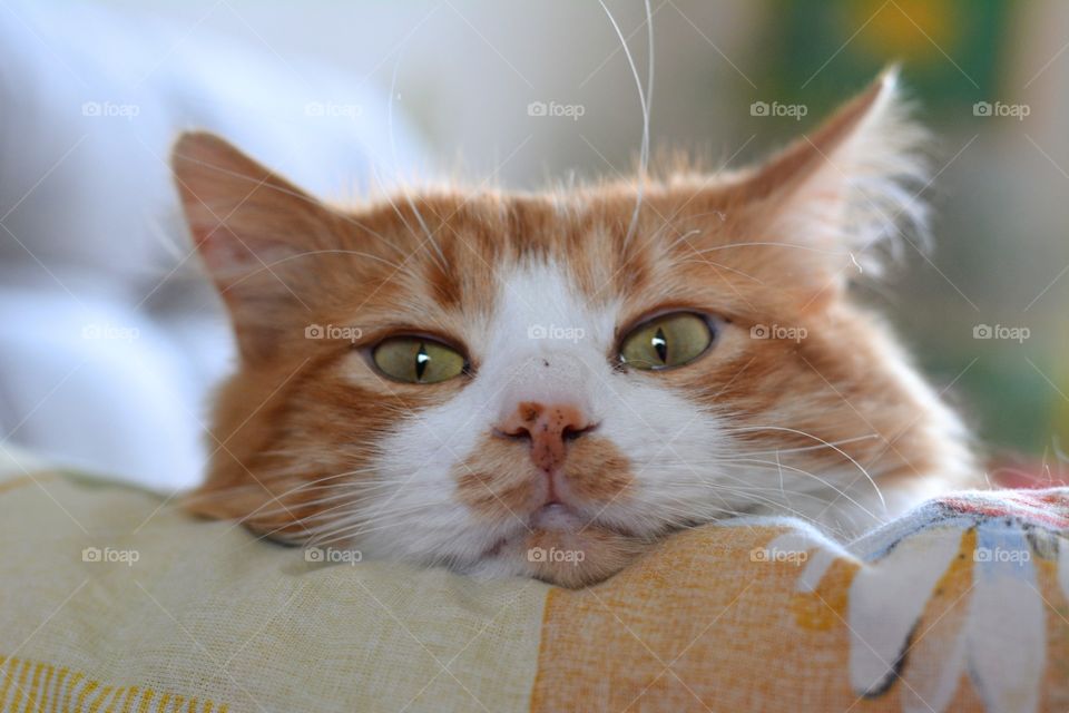 ginger cat pet portrait resting home fun