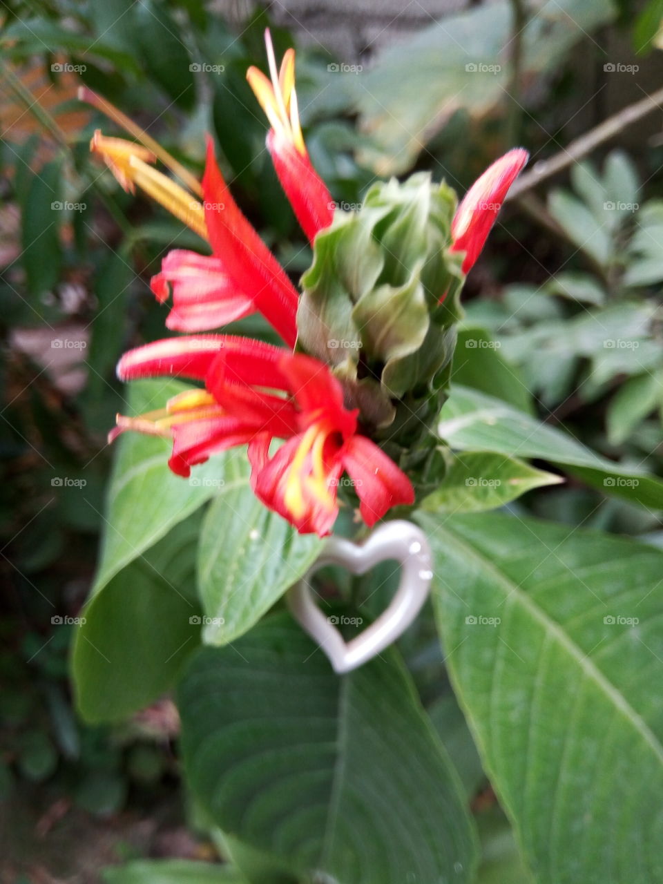 Nature, Leaf, Flower, Flora, Garden