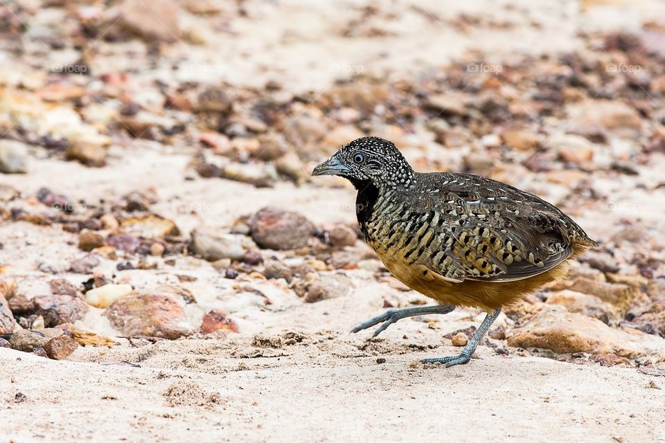 Barred Buttonquail 