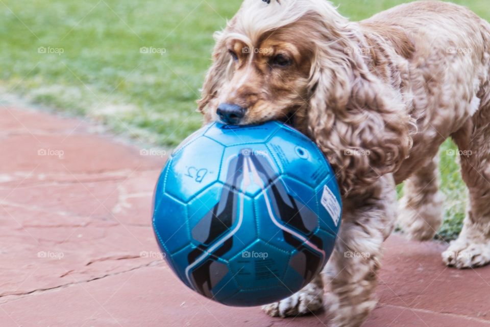 Dog and ball